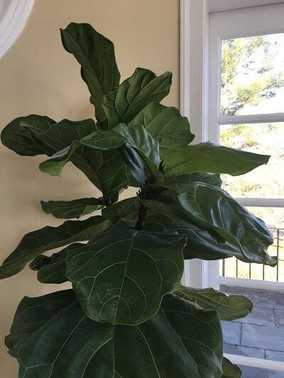 Do you have drooping fiddle leaf fig leaves? Click to read the 5 causes of drooping fiddle leaf fig leaves and how to diagnose the problem