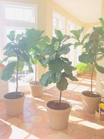 Do you have drooping fiddle leaf fig leaves? Click to read the 5 causes of drooping fiddle leaf fig leaves and how to diagnose the problem