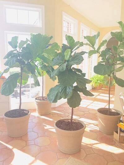 Do you have drooping fiddle leaf fig leaves? Click to read the 5 causes of drooping fiddle leaf fig leaves and how to diagnose the problem.