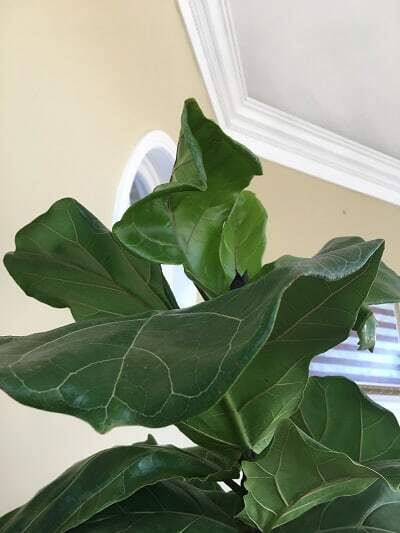 Do you have drooping fiddle leaf fig leaves? Click to read the 5 causes of drooping fiddle leaf fig leaves and how to diagnose the problem