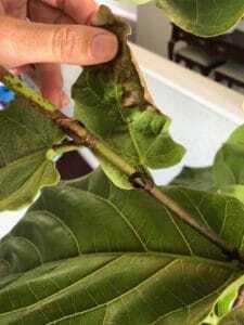 Curious how to prevent and treat bacterial infections in fiddle leaf figs? Click to learn the signs of an infection and how best to treat and prevent it. Claire Akin