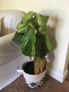 To Prune or Not to Prune: What to Do With Damaged Fiddle Leaf Fig Leaves 7 Wondering if you should prune your fiddle leaf fig plant? Not sure what to do with damaged fiddle leaf fig leaves? Click to read if you should prune or not. Claire Akin