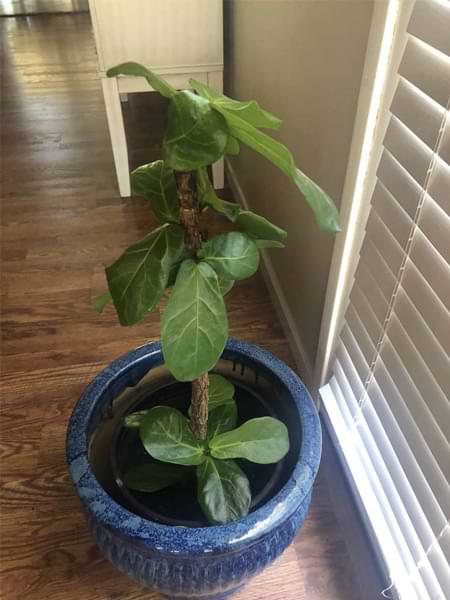 Revive a fiddle leaf fig tree