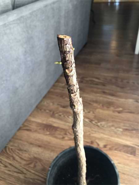 How to Revive a Fiddle Leaf Fig Tree: A Before and After Story 4 Do you have a fiddle leaf fig that dropped all of its leaves? Learn how you can revive a fiddle leaf fig tree. They are more resilient than you think!