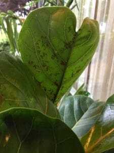 To Prune or Not to Prune: What to Do With Damaged Fiddle Leaf Fig Leaves 8 Wondering if you should prune your fiddle leaf fig plant? Not sure what to do with damaged fiddle leaf fig leaves? Click to read if you should prune or not. Claire Akin