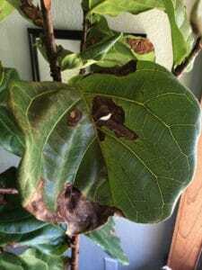 How to Prevent and Treat Bacterial Infections in Fiddle Leaf Figs 7 Curious how to prevent and treat bacterial infections in fiddle leaf figs? Click to learn the signs of an infection and how best to treat and prevent it. Claire Akin