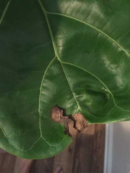 Fiddle Leaf Fig Brown Spots Physical Trauma