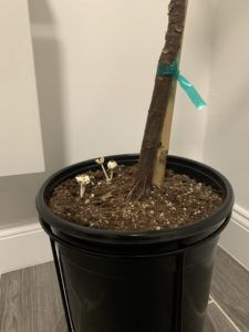 How to Get Rid of Fungus in Fiddle Leaf Fig Soil 6 Are you wondering how to get rid of fungus in fiddle leaf fig soil? Read how you can rid your fiddle leaf fig soil of mushrooms and other fungi.