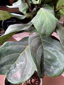 Seeing fiddle leaf fig spots? Wondering what is causing spots on your fiddle leaf fig? Click to learn how to troubleshoot fiddle leaf fig leaf spots. 