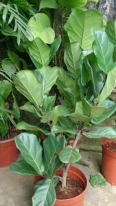 Seeing fiddle leaf fig spots? Wondering what is causing spots on your fiddle leaf fig? Click to learn how to troubleshoot fiddle leaf fig leaf spots.