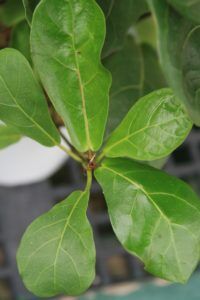 Seeing fiddle leaf fig spots? Wondering what is causing spots on your fiddle leaf fig? Click to learn how to troubleshoot fiddle leaf fig leaf spots.