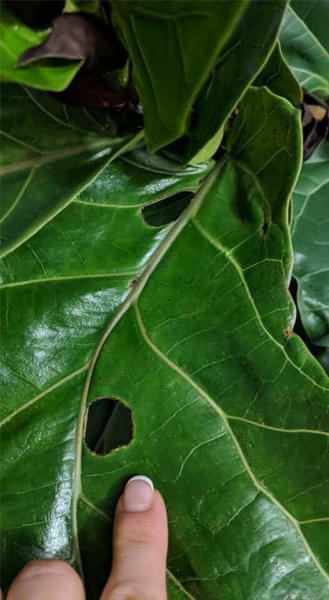 What to Do if Your Fiddle Leaf Fig Leaves Have Holes 3 Do your fiddle leaf fig leaves have holes? Click to learn why this happens and what you can do with holes in your fiddle leaf fig leaves.