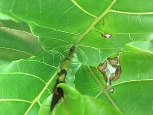 Do your fiddle leaf fig leaves have holes? Click to learn why this happens and what you can do with holes in your fiddle leaf fig leaves. 