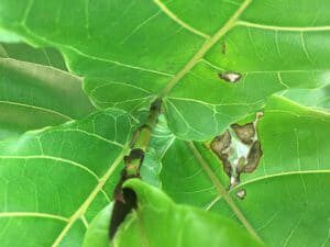 What to Do if Your Fiddle Leaf Fig Leaves Have Holes 4 Do your fiddle leaf fig leaves have holes? Click to learn why this happens and what you can do with holes in your fiddle leaf fig leaves.