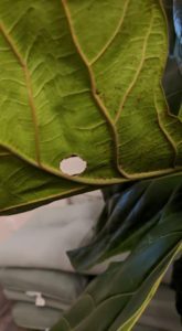 What Does Normal Leaf Drop for a Fiddle Leaf Fig Look Like? 6 Wondering if you have normal leaf drop for a fiddle leaf fig? Click to learn what normal leaf drop looks like and when to be concerned about your plant.