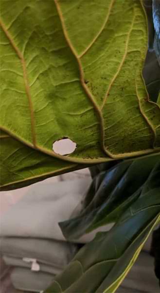 What to Do if Your Fiddle Leaf Fig Leaves Have Holes 5 Do your fiddle leaf fig leaves have holes? Click to learn why this happens and what you can do with holes in your fiddle leaf fig leaves.
