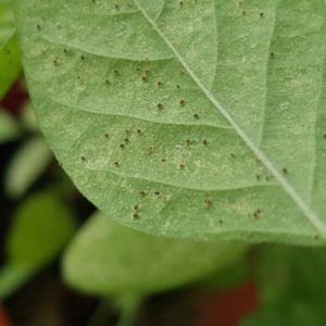 Wondering how to get rid of spider mites on your fiddle leaf fig? Click to see what spider mites are and how to get rid of them safely and quickly.