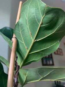 How to Treat Scale on Fiddle Leaf Figs 4 Wondering how to treat scale on fiddle leaf figs? Click to learn what scale insects are and how best to rid your fiddle leaf fig of scale insects.