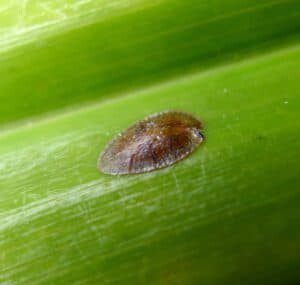 Wondering how to treat scale on fiddle leaf figs? Click to learn what scale insects are and how best to rid your fiddle leaf fig of scale insects.