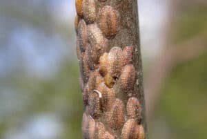 Wondering how to treat scale on fiddle leaf figs? Click to learn what scale insects are and how best to rid your fiddle leaf fig of scale insects.