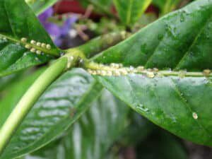 Wondering how to treat scale on fiddle leaf figs? Click to learn what scale insects are and how best to rid your fiddle leaf fig of scale insects.