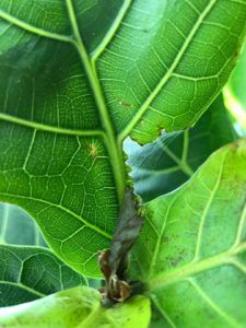 How to Get Rid of Spider Mites on Your Fiddle Leaf Fig 4 Wondering how to get rid of spider mites on your fiddle leaf fig? Click to see what spider mites are and how to get rid of them safely and quickly.