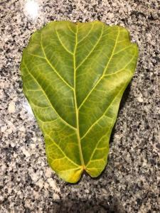 What Does Normal Leaf Drop for a Fiddle Leaf Fig Look Like? 4 Wondering if you have normal leaf drop for a fiddle leaf fig? Click to learn what normal leaf drop looks like and when to be concerned about your plant.