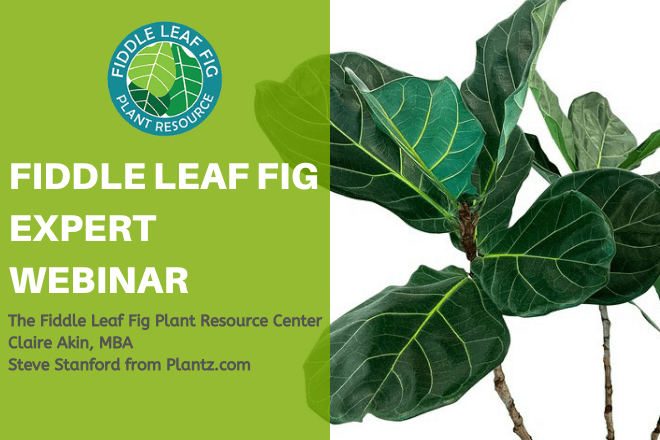 Top Secrets from Fiddle Leaf Fig Growers (Webinar) 1 FLF Expert Webinar