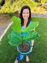 The Ultimate Fiddle Leaf Fig Care Webinar 1 clari akin