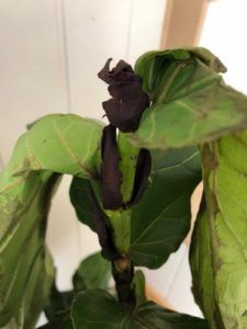 You have a dried-out fiddle leaf fig. Click to read what to do with a dried-out fiddle leaf fig and how to keep it healthy!