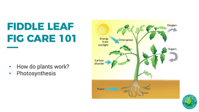 fiddle leaf fig care 101