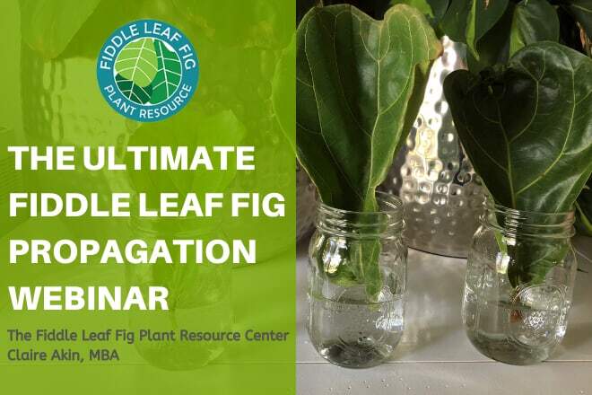 fiddle leaf fig propagatio webinar