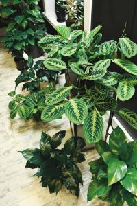 Signs Your Fiddle Leaf Fig Needs More Humidity 5 Wondering if your fiddle leaf fig needs more humidity? Click to learn the effect humidity has on your fiddle leaf fig plants and what to do.