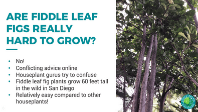 THE EXCLUSIVE FIDDLE LEAF FIG CARE 101 WEBINAR 9 Hard to Grow