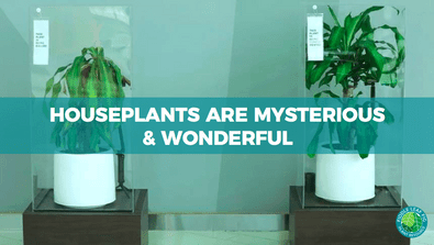 Houseplants are Mysterious & Wonderful