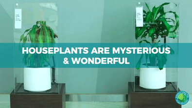 THE EXCLUSIVE FIDDLE LEAF FIG CARE 101 WEBINAR 8 Houseplants are Mysterious & Wonderful