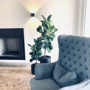 Gorgeous, Dahling! 7 Tips on How to Stage and Pose Your Fiddle Leaf Fig for Insta-Worthy Photos 9 Do you want to take Insta-Worthy photos of your fiddle leaf fig? Click to learn how to stage and post your fiddle leaf fig for the ultimate shot.