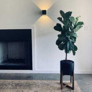 Do you want to take Insta-Worthy photos of your fiddle leaf fig? Click to learn how to stage and post your fiddle leaf fig for the ultimate shot. 