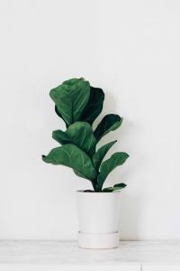 Factors to Consider When Watering Your Fiddle Leaf Fig & How to Prevent Over-watering 5 Learn about the factors to consider when watering your fiddle leaf fig. Also learn how best to prevent overwatering your fiddle leaf fig to keep it healthy.