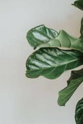 Do you want shiny fiddle leaf fig leaves? Click and read the things you should and should not do to get healthy, shiny fiddle leaf fig leaves.