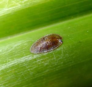 Fiddle Rehab: How to Treat Major Fiddle Leaf Fig Problems 3 Help your tree bounce back after insects, an infection, after your pet used it as a litter box. Click to read how to treat major fiddle leaf fig problems.
