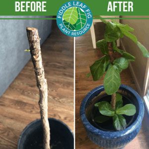 Click to view the best fiddle leaf fig before and after photos. Each plant used our Fiddle Leaf Fig Plant Food. See the amazing results!