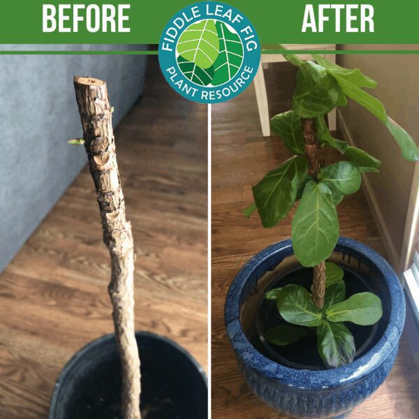 Best Fertilizer Fiddle Leaf Fig Before and After Photos
