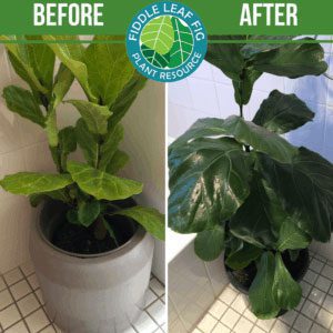 Click to view the best fiddle leaf fig before and after photos. Each plant used our Fiddle Leaf Fig Plant Food. See the amazing results!