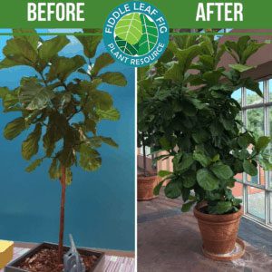 Click to view the best fiddle leaf fig before and after photos. Each plant used our Fiddle Leaf Fig Plant Food. See the amazing results!