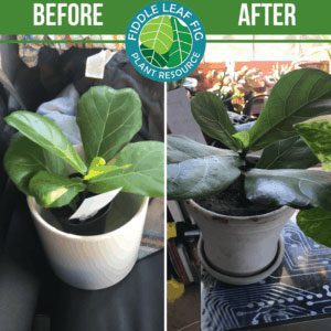Click to view the best fiddle leaf fig before and after photos. Each plant used our Fiddle Leaf Fig Plant Food. See the amazing results!