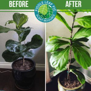 Fiddle Leaf Fig Before and After Photos: The Best Fertilizer for Fiddle Leaf Figs 7 Click to view the best fiddle leaf fig before and after photos. Each plant used our Fiddle Leaf Fig Plant Food. See the amazing results!