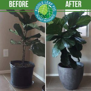 Click to view the best fiddle leaf fig before and after photos. Each plant used our Fiddle Leaf Fig Plant Food. See the amazing results!