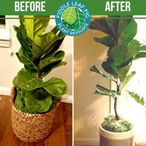 Click to view the best fiddle leaf fig before and after photos. Each plant used our Fiddle Leaf Fig Plant Food. See the amazing results!