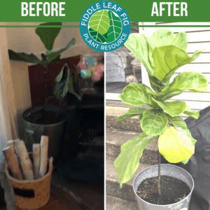 Click to view the best fiddle leaf fig before and after photos. Each plant used our Fiddle Leaf Fig Plant Food. See the amazing results!